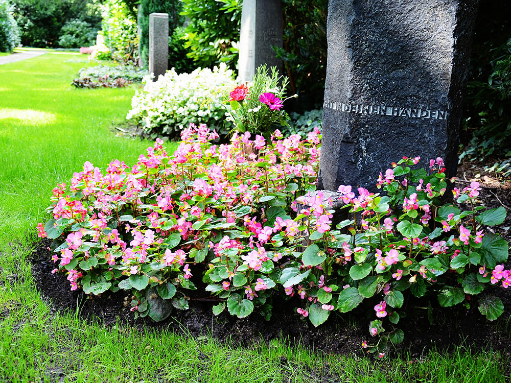 Bestattungsarten: gepflegtes Grab mit Blumen – Schwarz & Sohn Gepflegtes Grab auf dem Friedhof mit pinken Begonien vor dunklem Grabstein auf grüner Rasenfläche; Sommeraufnahme.